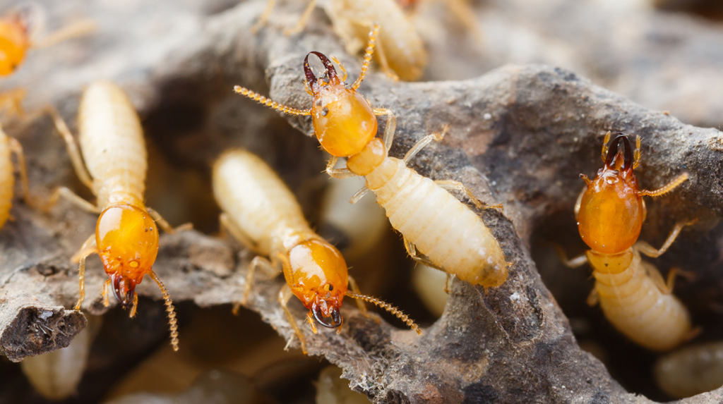 Pest Control Sydney