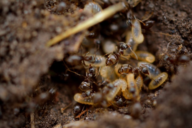 Pest Control Sydney